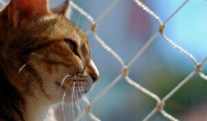 Redes e Telas para Proteção de Animais e Crianças
